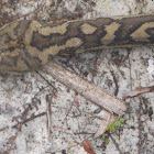 Coastal Carpet python