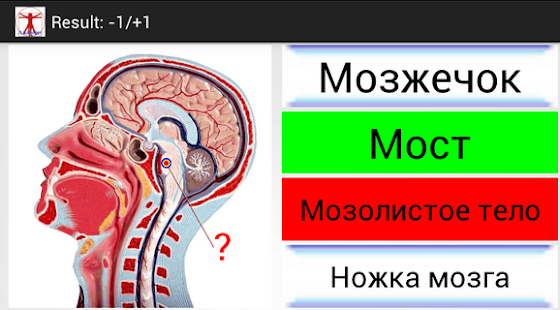 CoBa Anatomy for $1. Screenshots 1