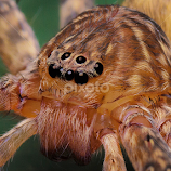 Eyes of Spidey by Jali Razali -  