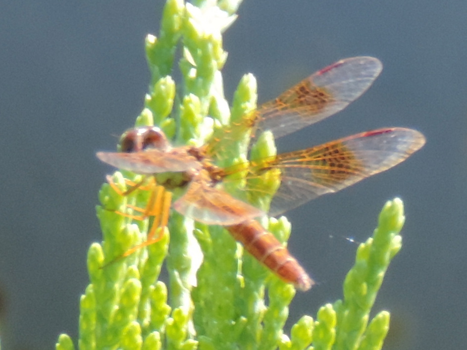 Eastern Amberwing Dragonfly (female)