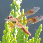 Eastern Amberwing Dragonfly (female)