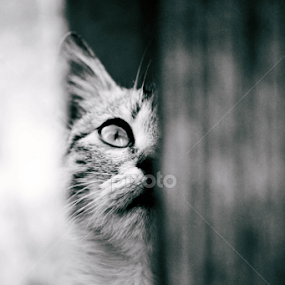 Ready to jump by Radu Alexandra - Animals - Cats Portraits