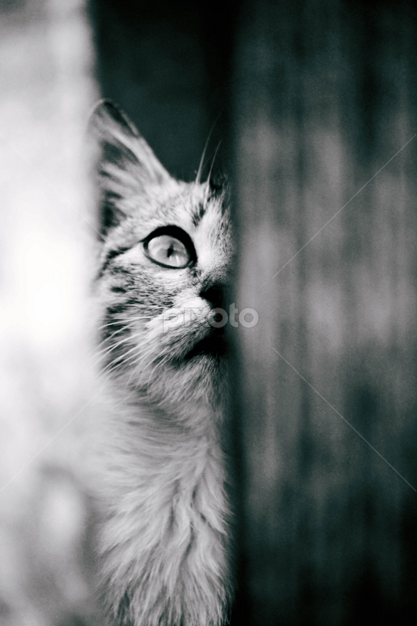 Ready to jump by Radu Alexandra - Animals - Cats Portraits