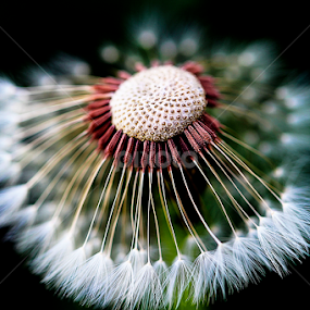 Understated beauty of a weed flower ... by Tin Tin Abad - Uncategorized All Uncategorized