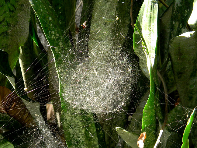 spider & web