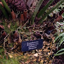 Encephalartos