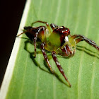 Green jumping spider