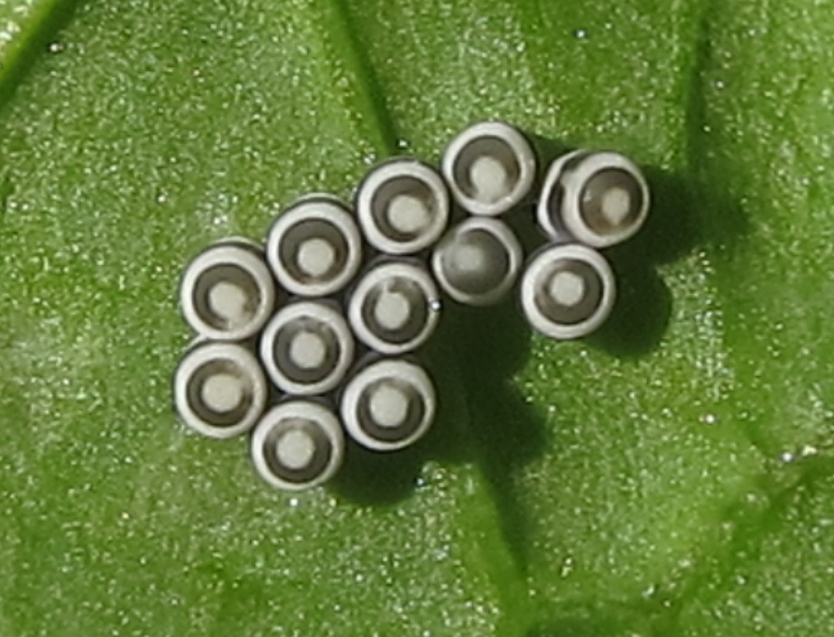 Harlequin Cabbage Bug Eggs