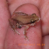 Little grass frog