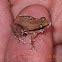 Little grass frog