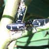 Punctata Gum Leaf Hopper