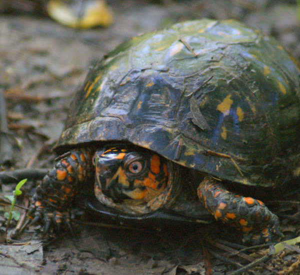 Eastern Box Turtle | Project Noah