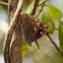 Florida Purplewing