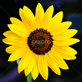 by Kevin Callahan - Flowers Single Flower