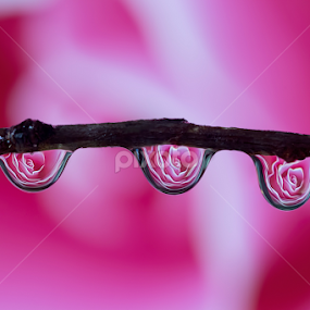 water drops reflection by Youssef Elboukhari - Nature Up Close Natural Waterdrops