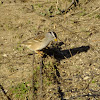 white crowned sparrow adult