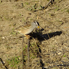 white crowned sparrow adult