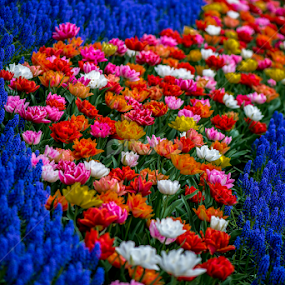 A Sea of Flowers by Lynn Wiezycki - Flowers Flower Gardens