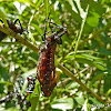 Grasshopper nymph molting