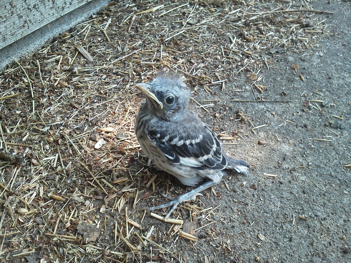 Baby mocking bird