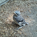 Baby mocking bird