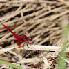 Scarlet Skimmer, male