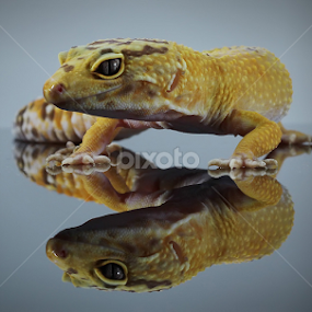 by Hindra Komara - Animals Reptiles
