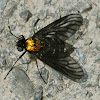Golden Backed Snipe Fly