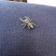 Large Gray Jumper