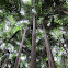 Carpentaria Palms (grove)