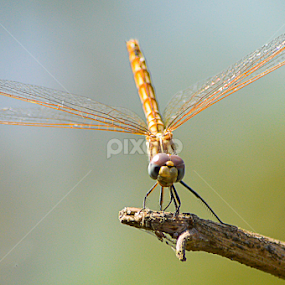 dragonfly by Morhaf Aljanee - Animals Insects & Spiders
