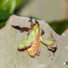 Slug Caterpillar Moth