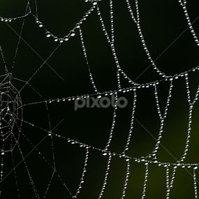 Cobweb Study 08 by Robert Willson - Nature Up Close Webs
