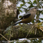 Bornean Treepie