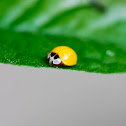 Yellow Ladybird Beetle