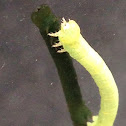 Elm Spanworm