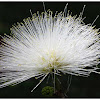 White powder puff flower