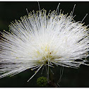 White powder puff flower