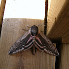 Privet Hawk Moth