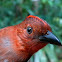 Ant-tanager