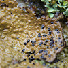 Toad Skin Lichen