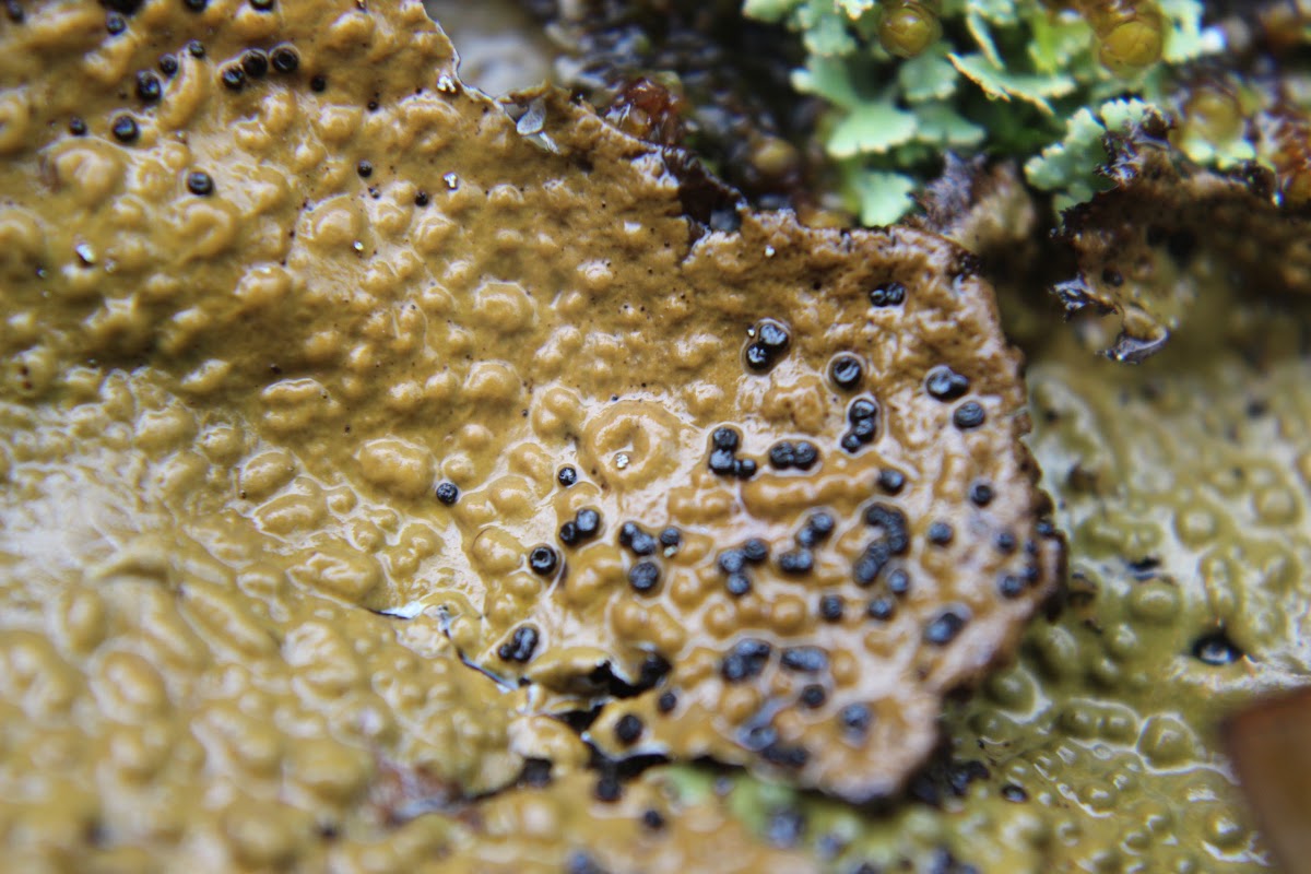 Toad Skin Lichen