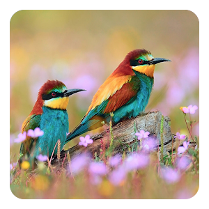 Birds Live Wallpaper.apk 6.0