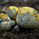 Pigskin Poison Puffball