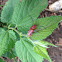 Red-femured Milkweed Borer
