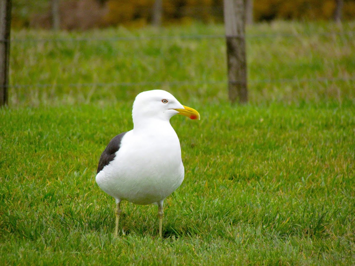 Great Black-backed Gull 