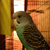 Female Parakeet