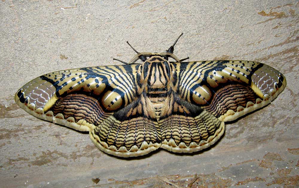 Brahmin Moth