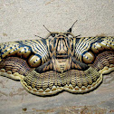 Brahmin Moth