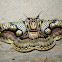 Brahmin Moth